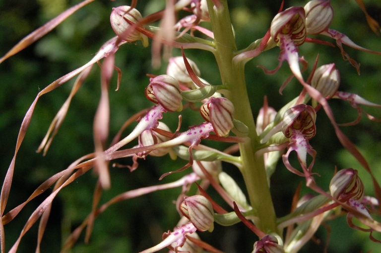 A caccia di orchidee tra i boschi dell''Appennino laziale